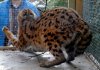 serval.jpeg