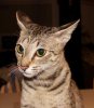 zuri-airplane-ears.jpg