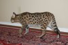 DSC_0015.JPG
