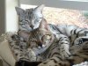 cuddlers 001.jpg