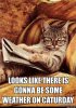 Weather_On_Caturday.jpg