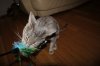 ImageUploadedByTapatalk1329636660.853268.jpg