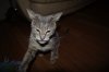 ImageUploadedByTapatalk1329636674.239789.jpg