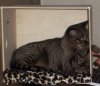 cat walls 051.JPG