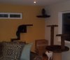 cat walls 017.JPG