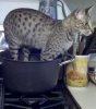 zuri-in-pot.jpg