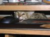 Akilah the great mouse hunter.jpg