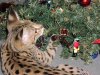 Jazzy's first Christmas 02.jpg