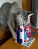zuri-likes-tea.jpg zuri-likes-tea.jpg