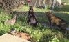 WatchingTheGophers.jpg