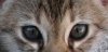 eyesnala.jpg