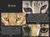 Magnificant-Savannah-eyes-web.jpg