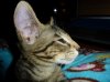 WhiskersC.JPG