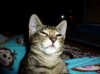WhiskersD.JPG