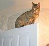 taj-doortop1.jpg