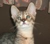 whiskersHan.jpg