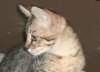 Hanprofile0411.jpg