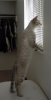 SORTE STANDING.jpg SORTE STANDING.jpg