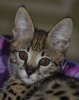 george 12 wks portrait resize.jpg