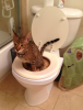 Ayrad toilet.png