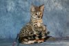 Kimi 2013 1004 09.JPG