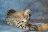 Kimi 2013 1004 14.JPG