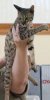 Buttercup at Show.JPG