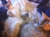 Cozycats.JPG