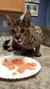 Leto enjoying Salmon 11.5.2013.jpg