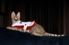 Nov14-10-costume2-mrsKlaws.jpg
