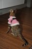 Dec26-12-DSC_8456dress-back.jpg