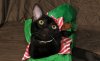 Nov21-11-elf-hat.jpg