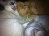 cat pile.JPG