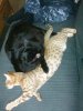 longcat and chubbs.jpg