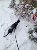 D in the snow.jpg