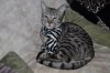 DSC_0223.JPG