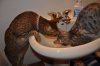 DSC_0095.JPG