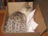 ChuInABox.jpg