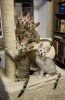 kittens 2 mon.jpg