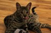 Leto.tounge.hanging.01.25.201s.jpg