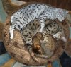 shapesandsizes_edited-1.jpg