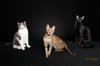 3cats_IMG_0038_web.JPG
