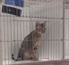 orion-0cat-show-2.jpg