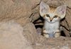 Arabian Sand Cat.jpg