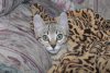 elsa-022114-05_std.jpg