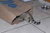 elsa-022114-39_std.jpg