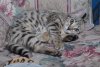 elsa-022114-43_std.jpg