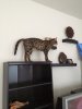 ImageUploadedByTapatalk 21394235730.530278.jpg
