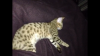 Zahra_28.5weeks_Sleeping_Ear-Infect.PNG Zahra_28.5weeks_Sleeping_Ear-Infect.PNG