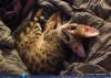 Screen Shot 2014-03-14 at 6.48.43 PM.png